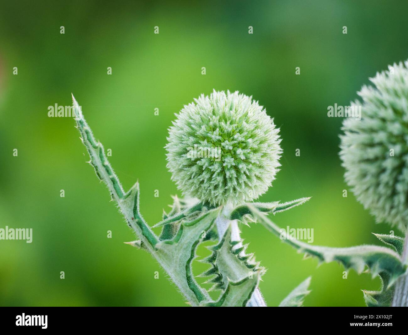 Delizioso bocciolo verde di Globe Thistle circondato da foglie spinose nell'estate svedese. Foto Stock