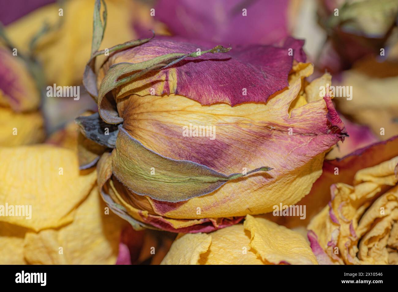 Una collezione di rose rosa e gialle essiccate. Foto Stock