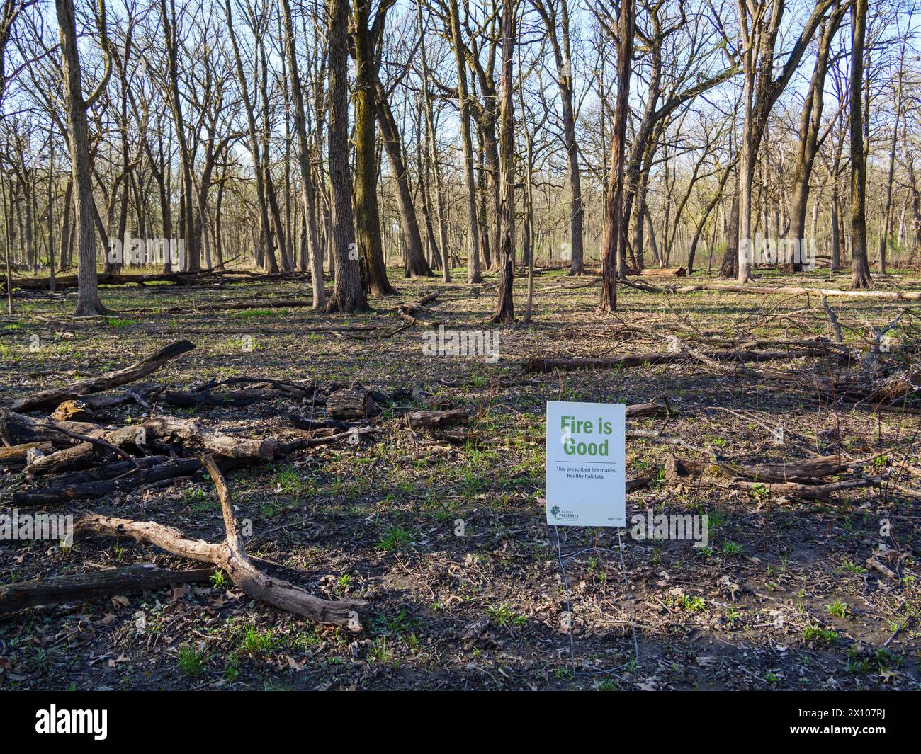 Il fuoco è un buon segno nel sito di un'ustione prescritta. Salt Creek Woods Nature Preserve, Cook County, Illinois. Foto Stock