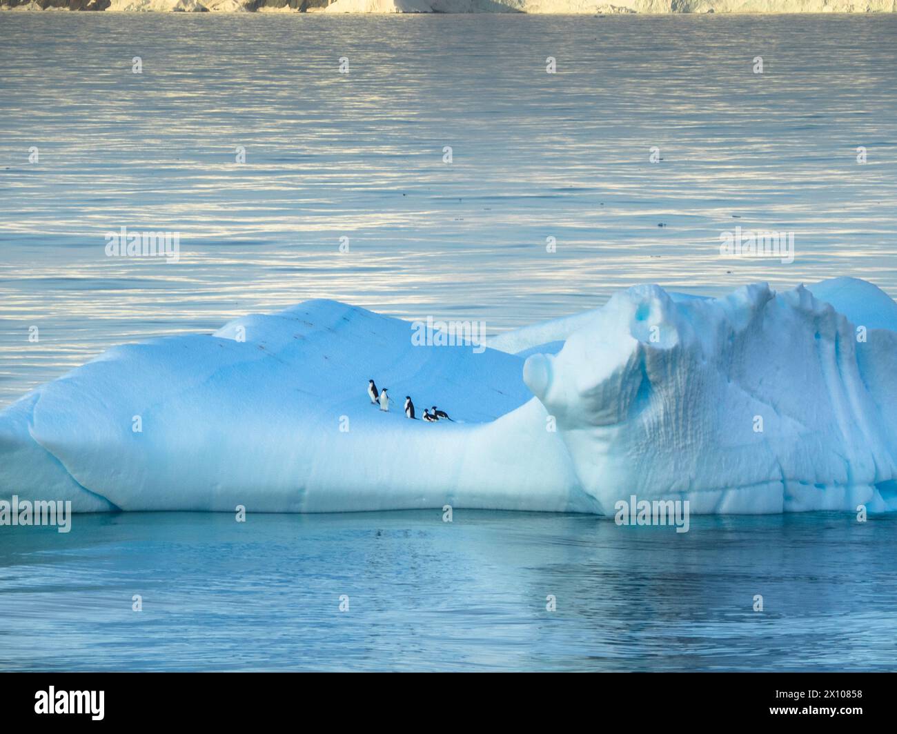 Pinguini di Adelie su una banchina di ghiaccio nello stretto di Orleans al largo di Trinity Island, Antartide Foto Stock