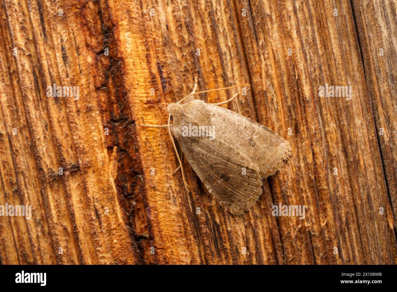 Anorthoa munda Family Noctuidae genus Perigrapha falena quacchera dai due macchie, fotografia di insetti, foto, sfondo Foto Stock
