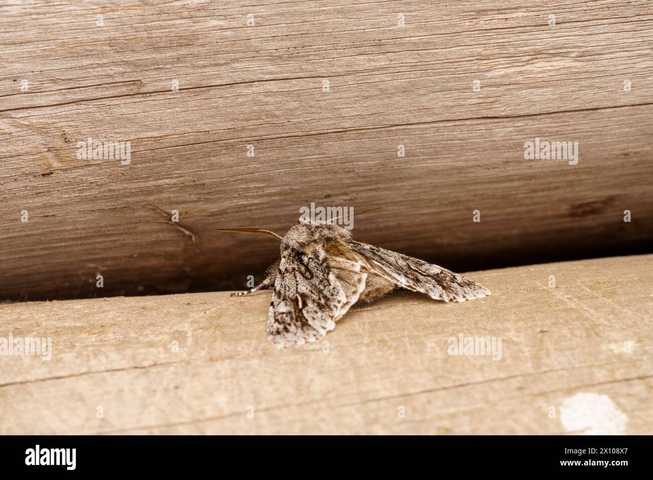 Brachionycha nubeculosa famiglia Noctuidae genere Brachionycha Rannoch è un'insenatura di insetti selvaggi, foto, carta da parati Foto Stock