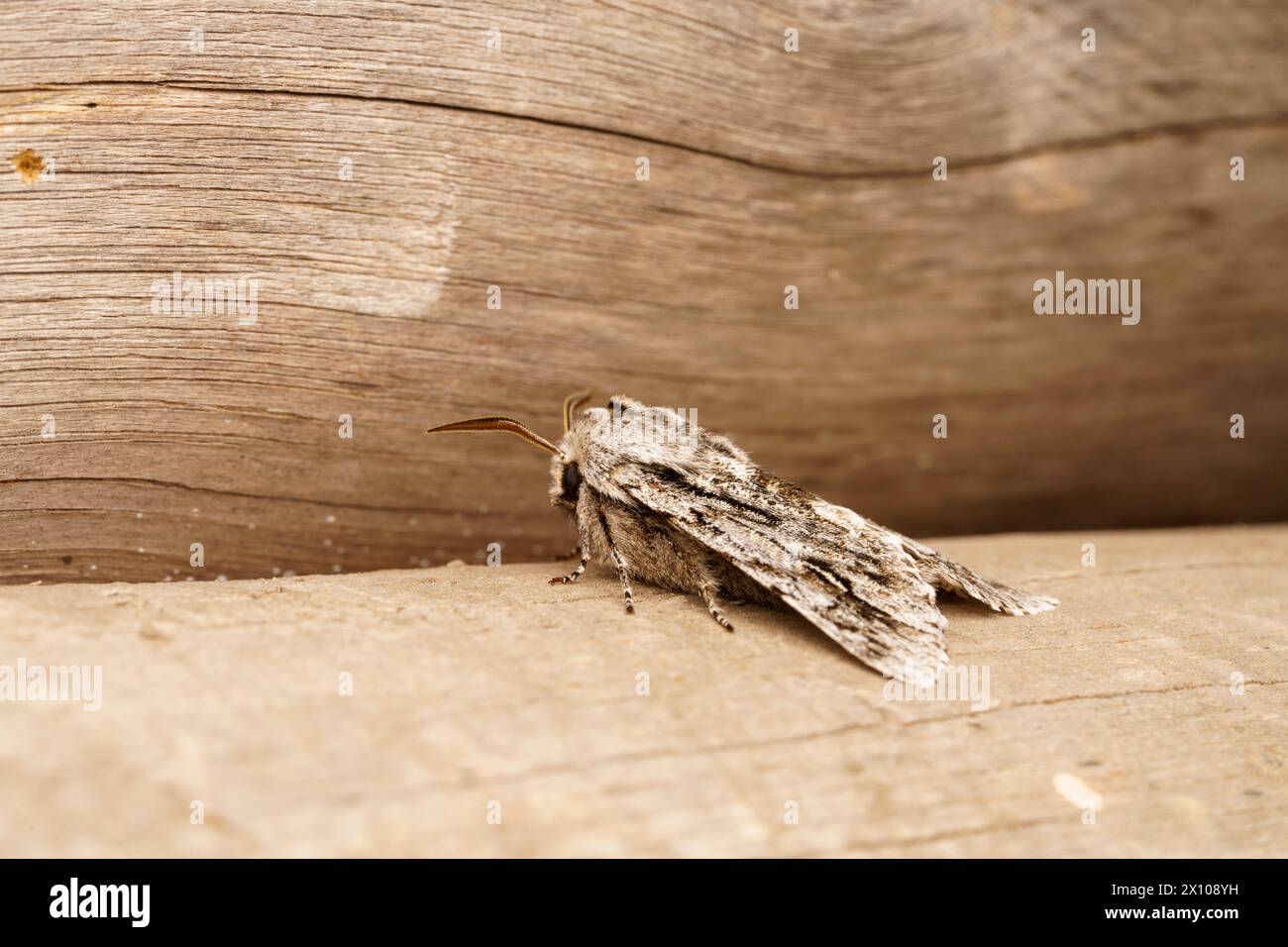 Brachionycha nubeculosa famiglia Noctuidae genere Brachionycha Rannoch è un'insenatura di insetti selvaggi, foto, carta da parati Foto Stock