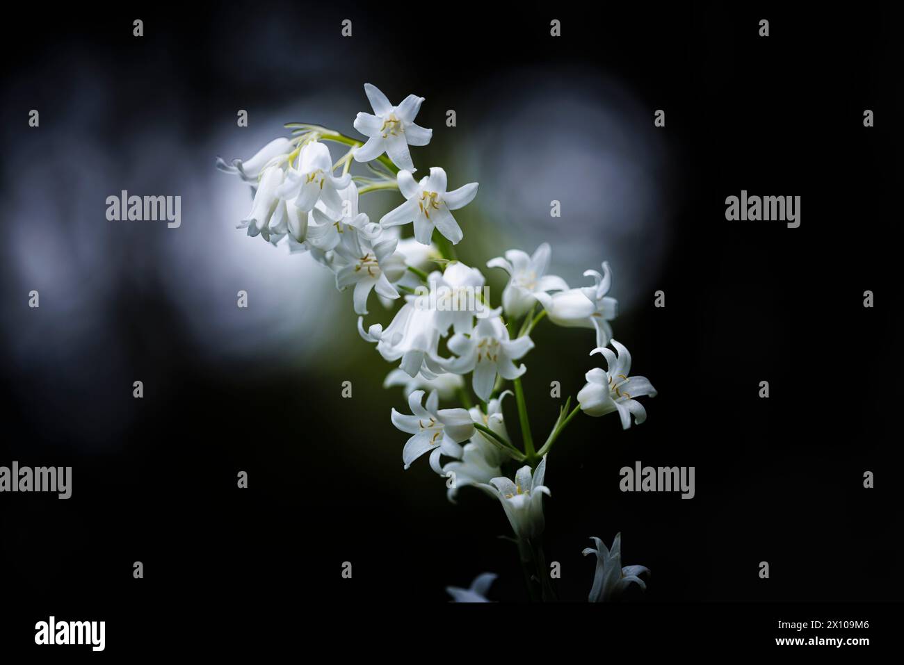 Il whitebell inglese, una forma di bluebell (Hyacinthoides non-scripta) fiorito all'inizio della primavera a Surrey, nel sud-est dell'Inghilterra Foto Stock
