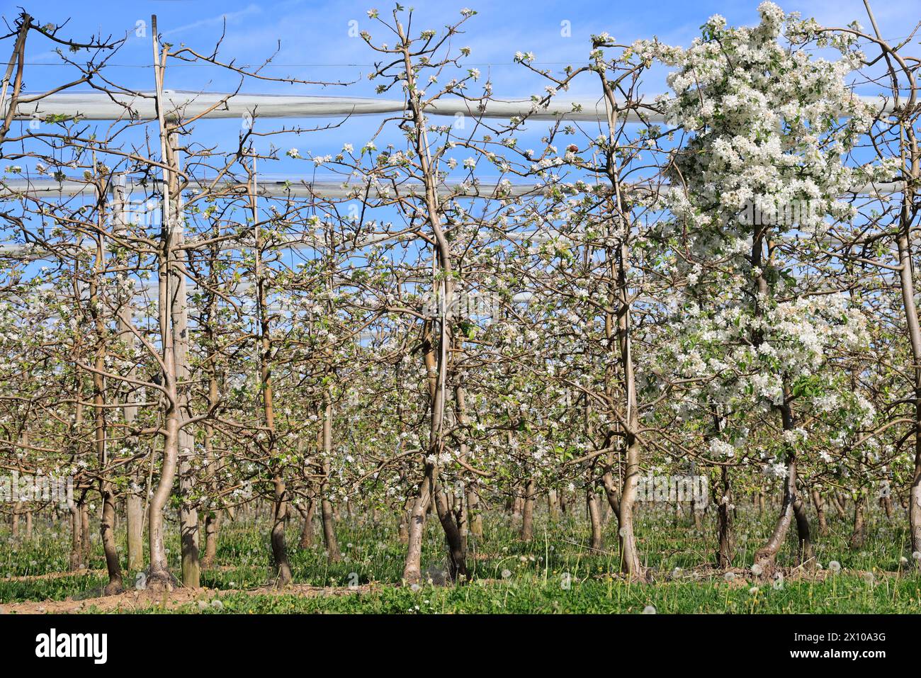 Mele in fiore sulla “via delle mele del Limousin” (la Route de la pomme du Limousin). Agricoltura, arboricoltura, frutta, cibo, primavera. Limousin, Nou Foto Stock