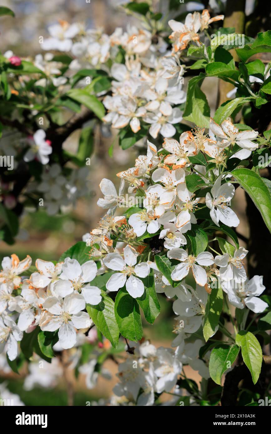 Mele in fiore sulla “via delle mele del Limousin” (la Route de la pomme du Limousin). Agricoltura, arboricoltura, frutta, cibo, primavera. Limousin, Nou Foto Stock