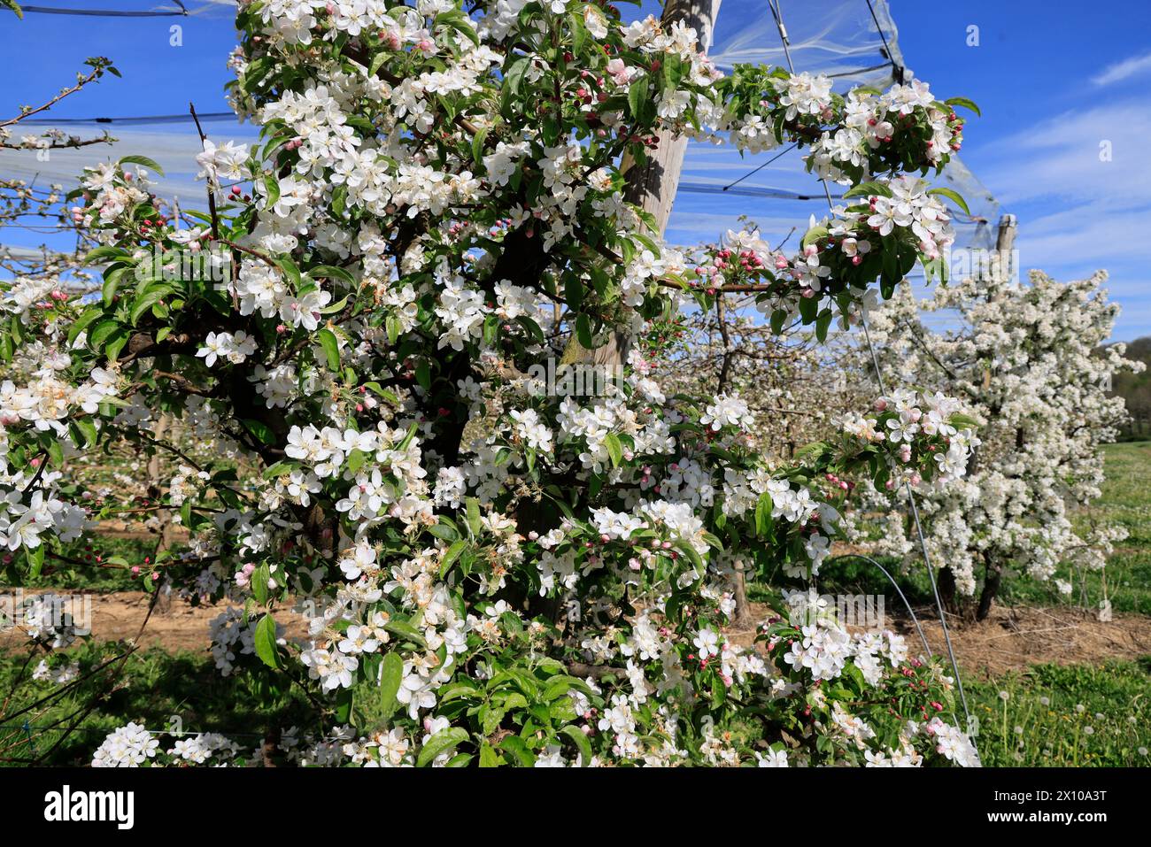 Mele in fiore sulla “via delle mele del Limousin” (la Route de la pomme du Limousin). Agricoltura, arboricoltura, frutta, cibo, primavera. Limousin, Nou Foto Stock