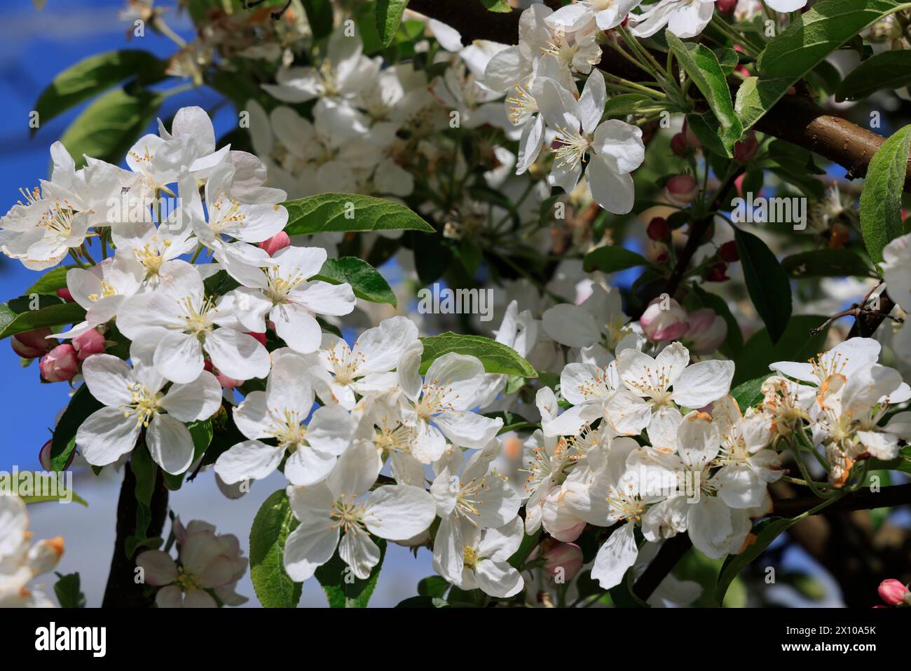 Mele in fiore sulla “via delle mele del Limousin” (la Route de la pomme du Limousin). Agricoltura, arboricoltura, frutta, cibo, primavera. Limousin, Nou Foto Stock