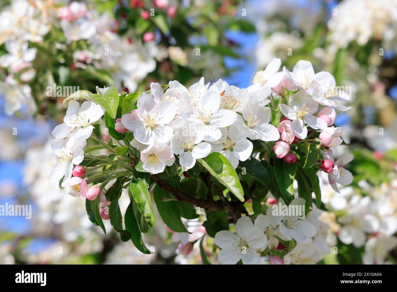 Mele in fiore sulla “via delle mele del Limousin” (la Route de la pomme du Limousin). Agricoltura, arboricoltura, frutta, cibo, primavera. Limousin, Nou Foto Stock