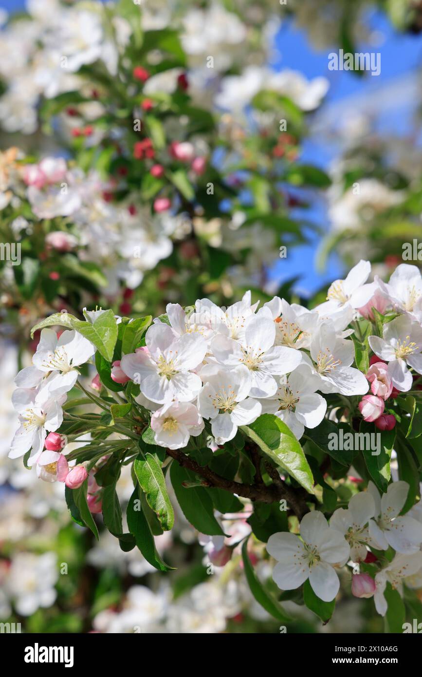 Mele in fiore sulla “via delle mele del Limousin” (la Route de la pomme du Limousin). Agricoltura, arboricoltura, frutta, cibo, primavera. Limousin, Nou Foto Stock