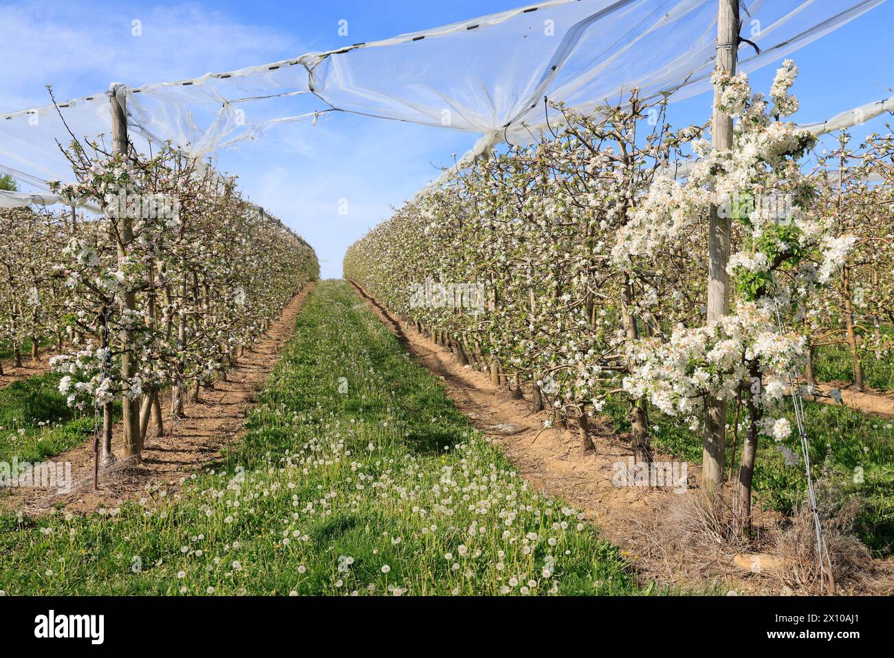 Mele in fiore sulla “via delle mele del Limousin” (la Route de la pomme du Limousin). Agricoltura, arboricoltura, frutta, cibo, primavera. Limousin, Nou Foto Stock