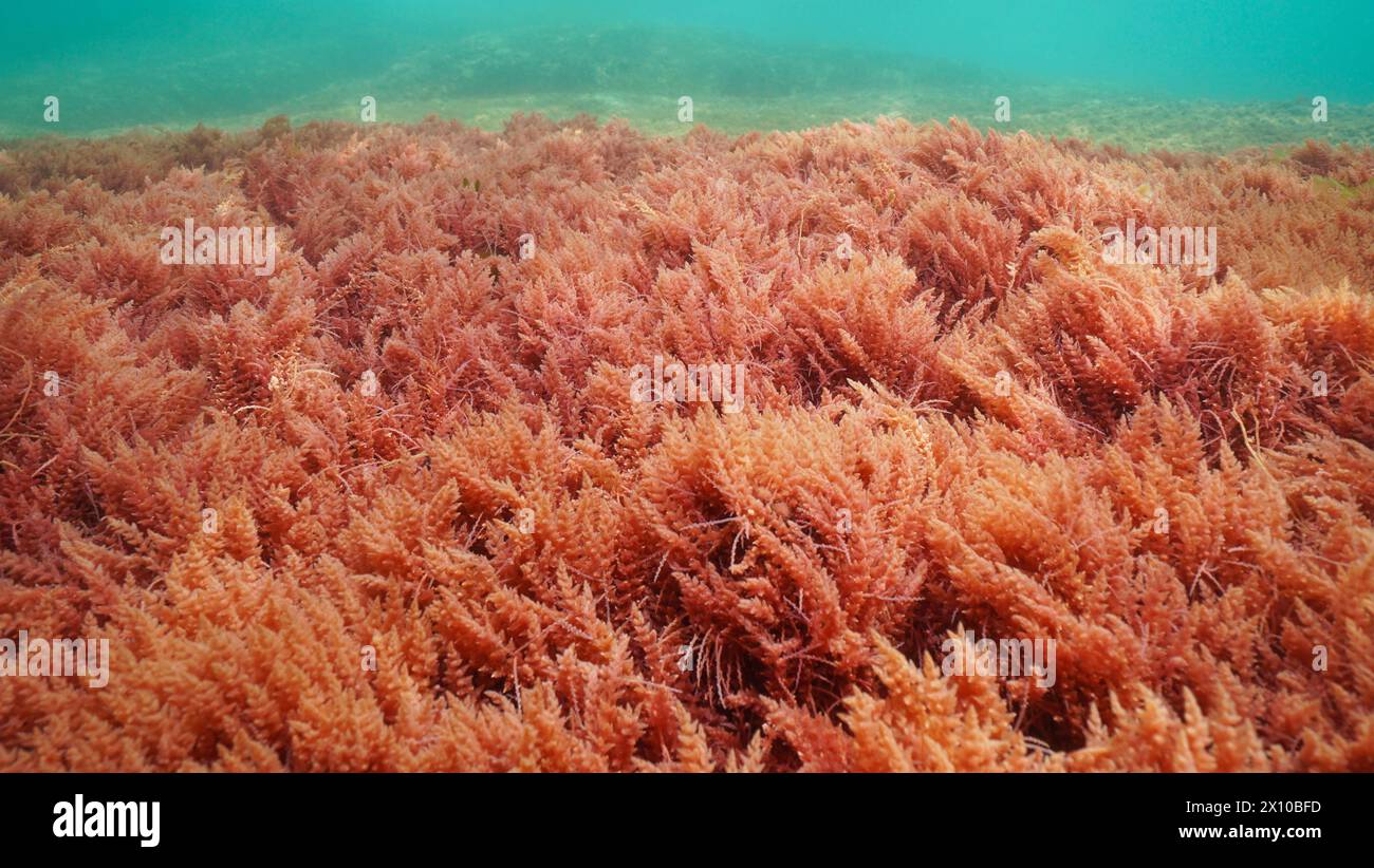 Alga rossa, erbaccia arpoonica Asparagopsis armata, sott'acqua nell'oceano Atlantico, scena naturale, Spagna, Galizia, Rias Baixas Foto Stock