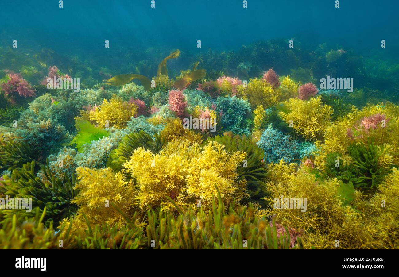 Alghe di vari colori sott'acqua nell'oceano Atlantico, scenario naturale, Spagna, Galizia, Rias Baixas Foto Stock