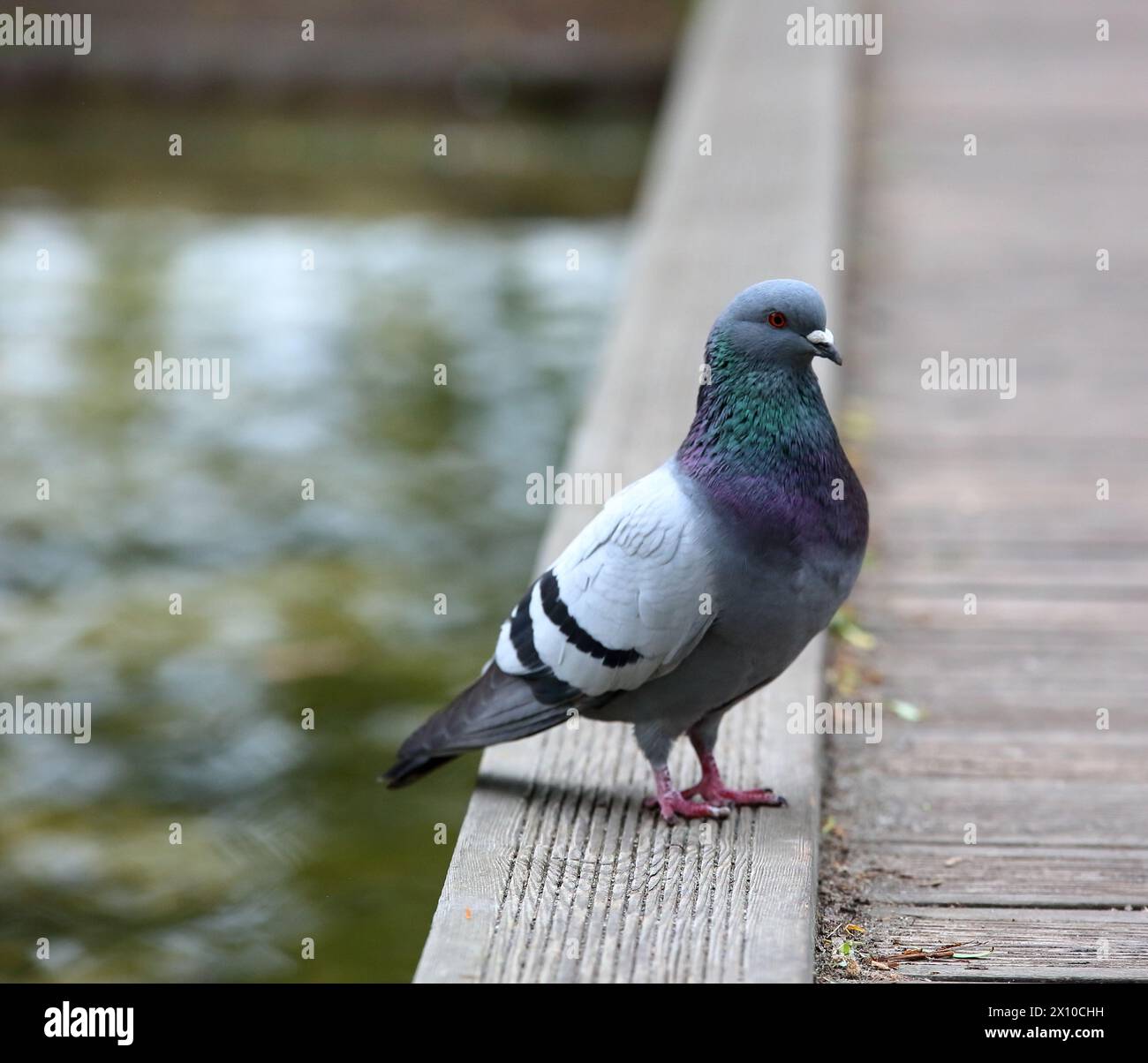 Il piccione da solo si erge su un terreno di legno nel parco, sullo sfondo l'acqua sfoca nello stagno Foto Stock