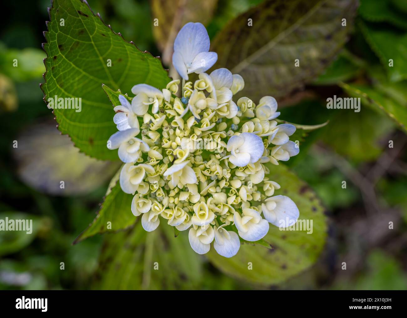 La delicata fioritura dell'ortensia trasuda eleganza con i suoi intricati petali che mescolano sfumature di lavanda e bianco cremoso. Foto Stock