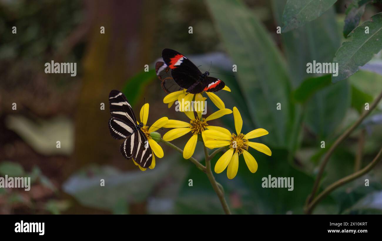 Eleganti farfalle, armonia floreale, tonalità vivaci Foto Stock