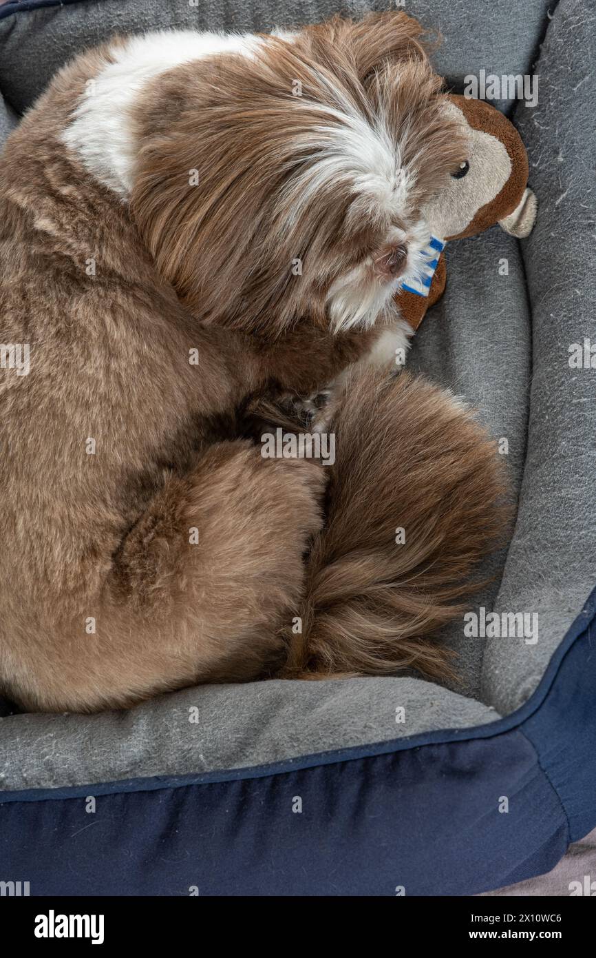cane shih tzu di 3 anni che riposa sul suo letto accanto al suo animale ripieno 19. Foto Stock