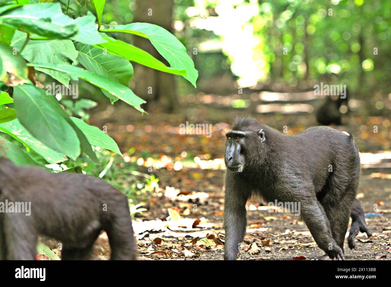 Macachi crestati (Macaca nigra) attraversano una strada a Taman Wisata Alam Batuputih (Parco naturale di Batuputih), che si trova vicino alla riserva naturale di Tangkoko nel Sulawesi settentrionale, Indonesia. "Il cambiamento climatico è uno dei principali fattori che influenzano la biodiversità a livello mondiale a un ritmo allarmante", secondo un team di scienziati guidati da Antonio Acini Vasquez-Aguilar nel loro documento di ricerca pubblicato per la prima volta nel marzo 2024 su Environ Monit Evaluate. Potrebbe spostare la distribuzione geografica delle specie, comprese le specie che dipendono molto dalla copertura forestale, hanno scritto. In altre parole, il cambiamento climatico può ridurre... Foto Stock
