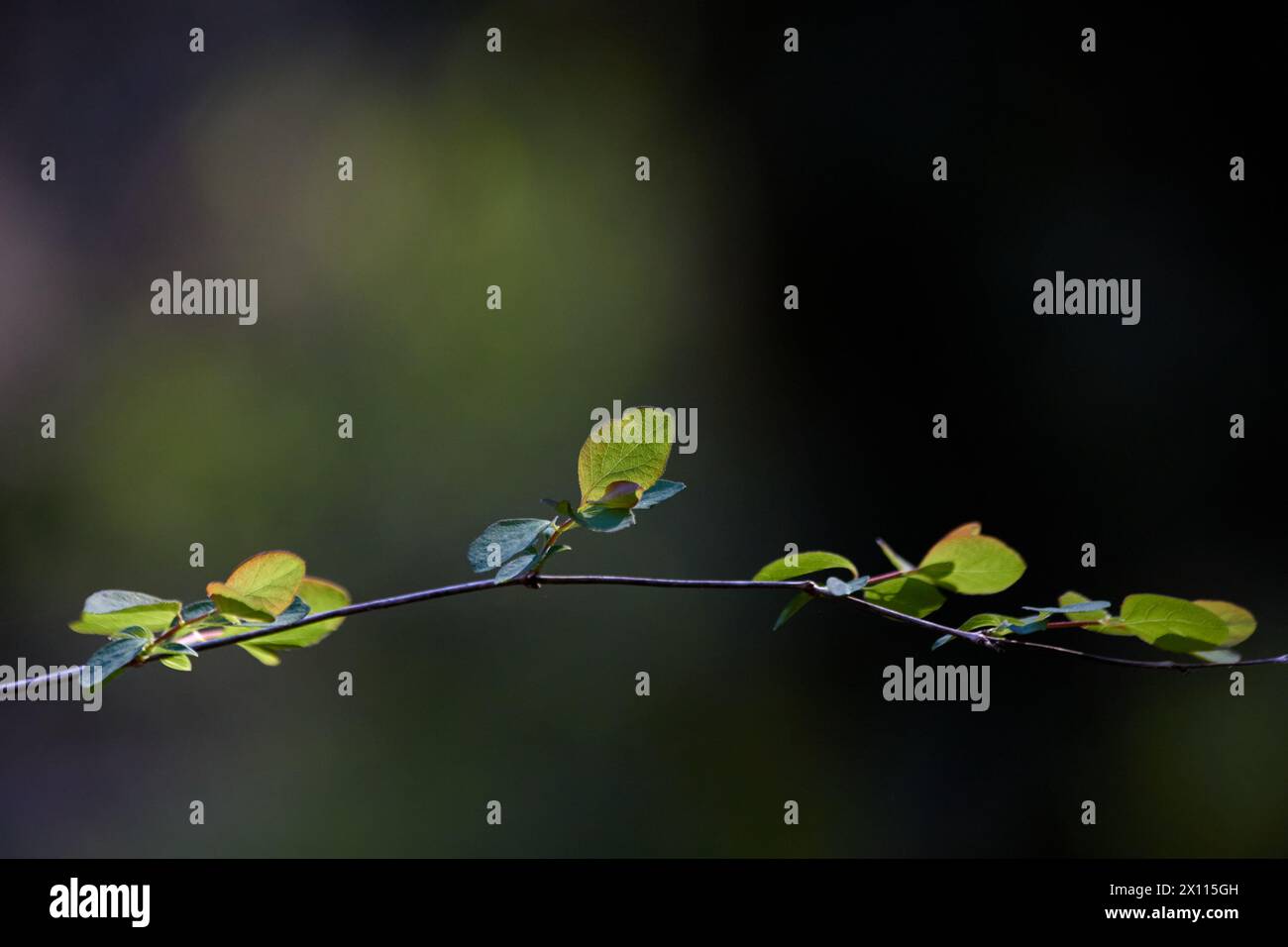 Le piccole foglie verdi sono illuminate dal sole. Foto Stock