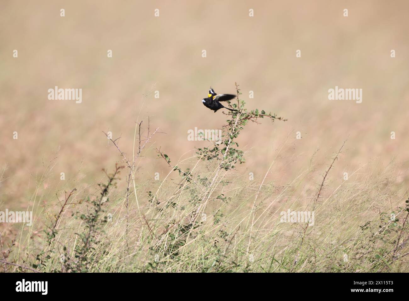 Euplectes albonotatus è una specie di uccello passerino della famiglia Ploceidae originaria dell'Africa a sud del Sahara. Foto Stock