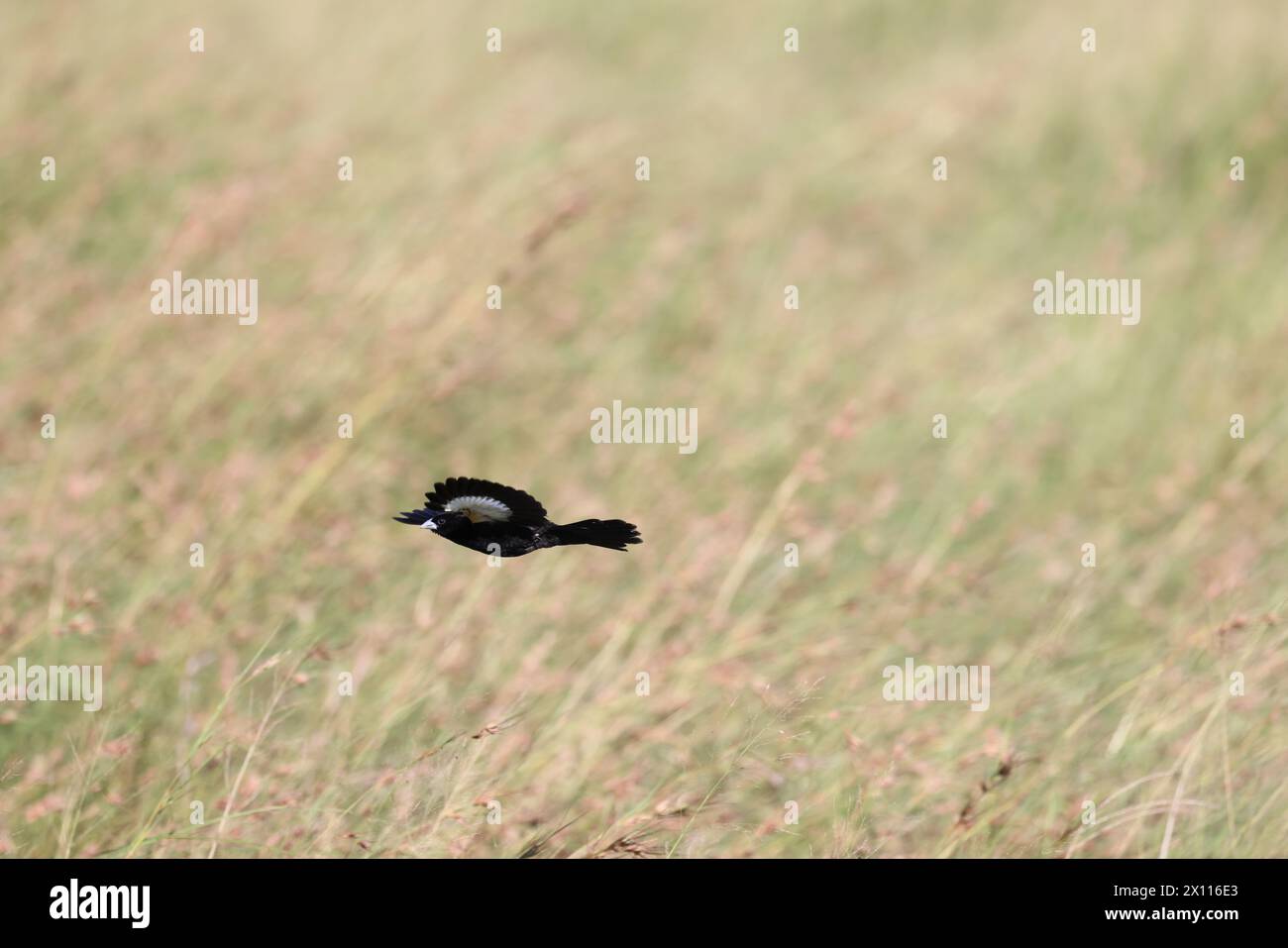 Euplectes albonotatus è una specie di uccello passerino della famiglia Ploceidae originaria dell'Africa a sud del Sahara. Foto Stock