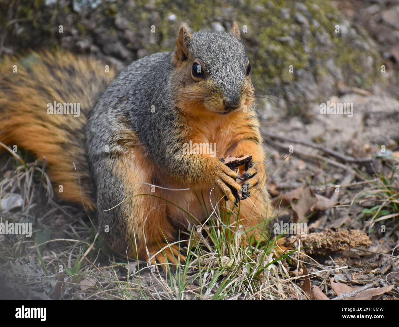 Uno scoiattolo di volpe rosso (o orientale), sciurus niger, che tiene e mangia un noce nero, juglans nigra. Foto Stock
