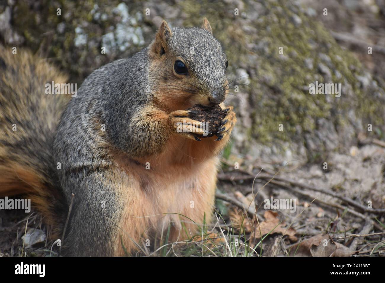 Uno scoiattolo di volpe rosso (o orientale), sciurus niger, che tiene e mangia un noce nero, juglans nigra. Foto Stock