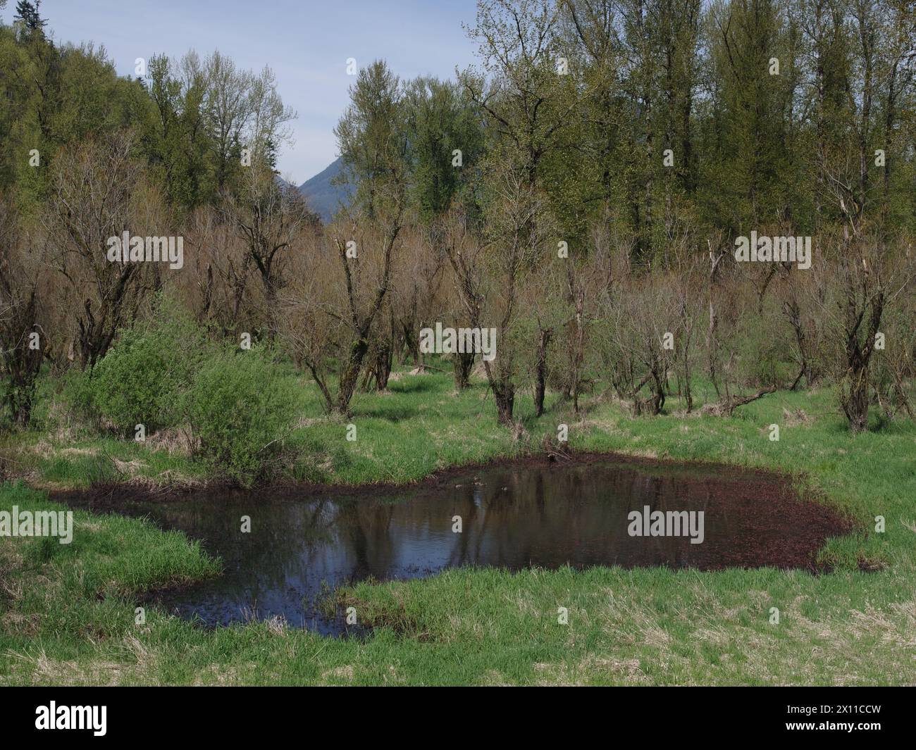 Vedder River Dyke - Trees II, Chilliwack, British Columbia Foto Stock