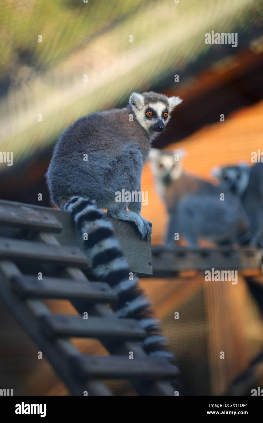 Il lemure dalla coda ad anello (Lemur catta) nello zoo Foto Stock