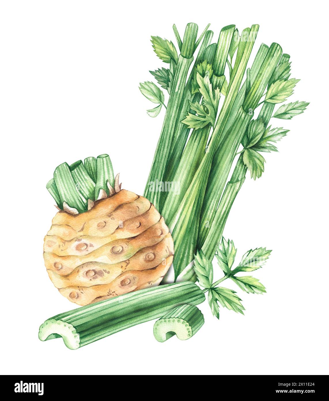 Composizione di sedano acquerello, disegnato a mano isolato su bianco. Sedano vegetale con radici, steli, pezzi per menu, utensili da cucina, logo, stampa Foto Stock