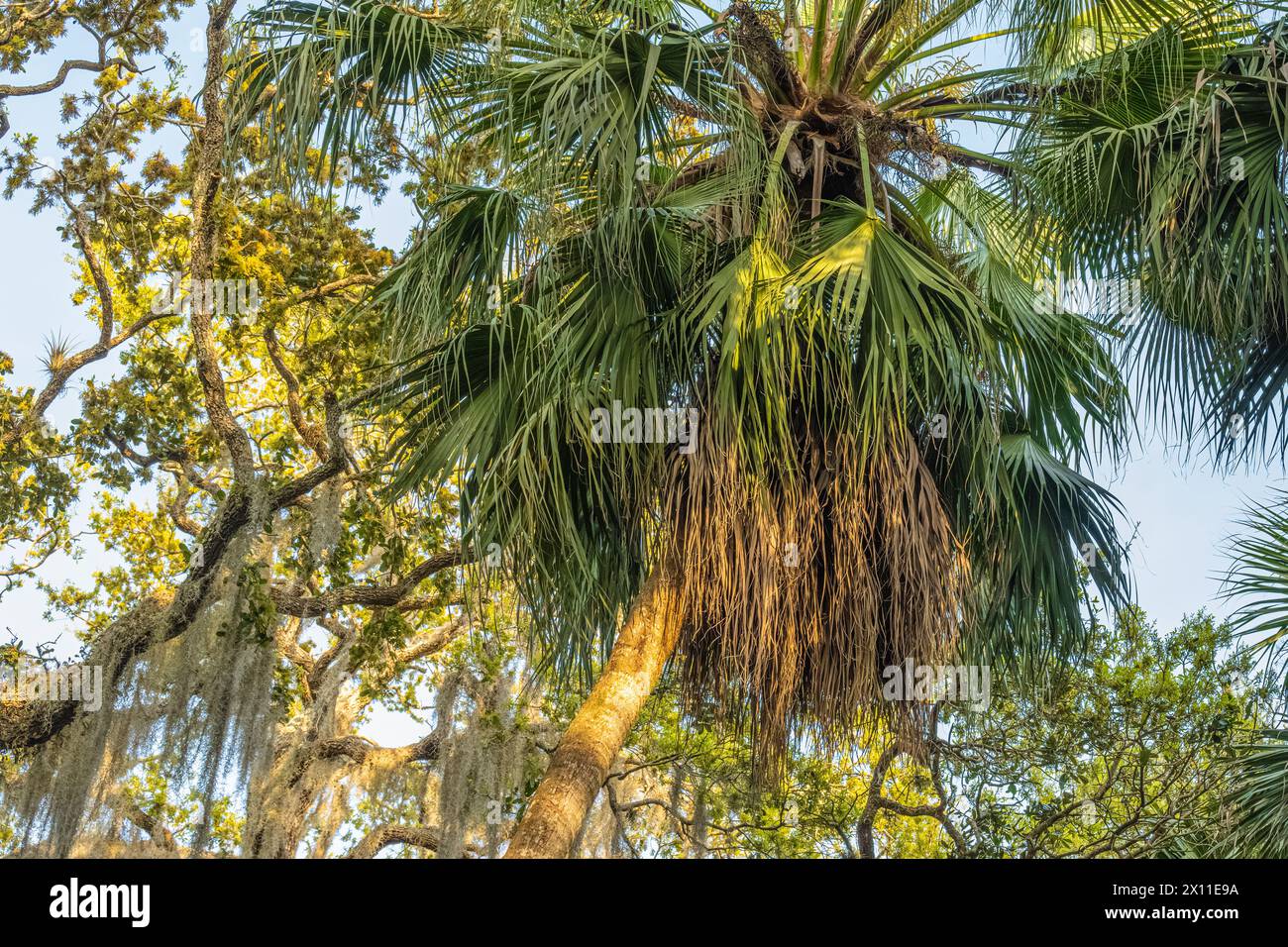 Palmetto Sabal, querce vive e muschio spagnolo al Washington Oaks Gardens State Park lungo A1A Scenic & Historic Coastal Byway a Palm Coast, Florida. (USA) Foto Stock