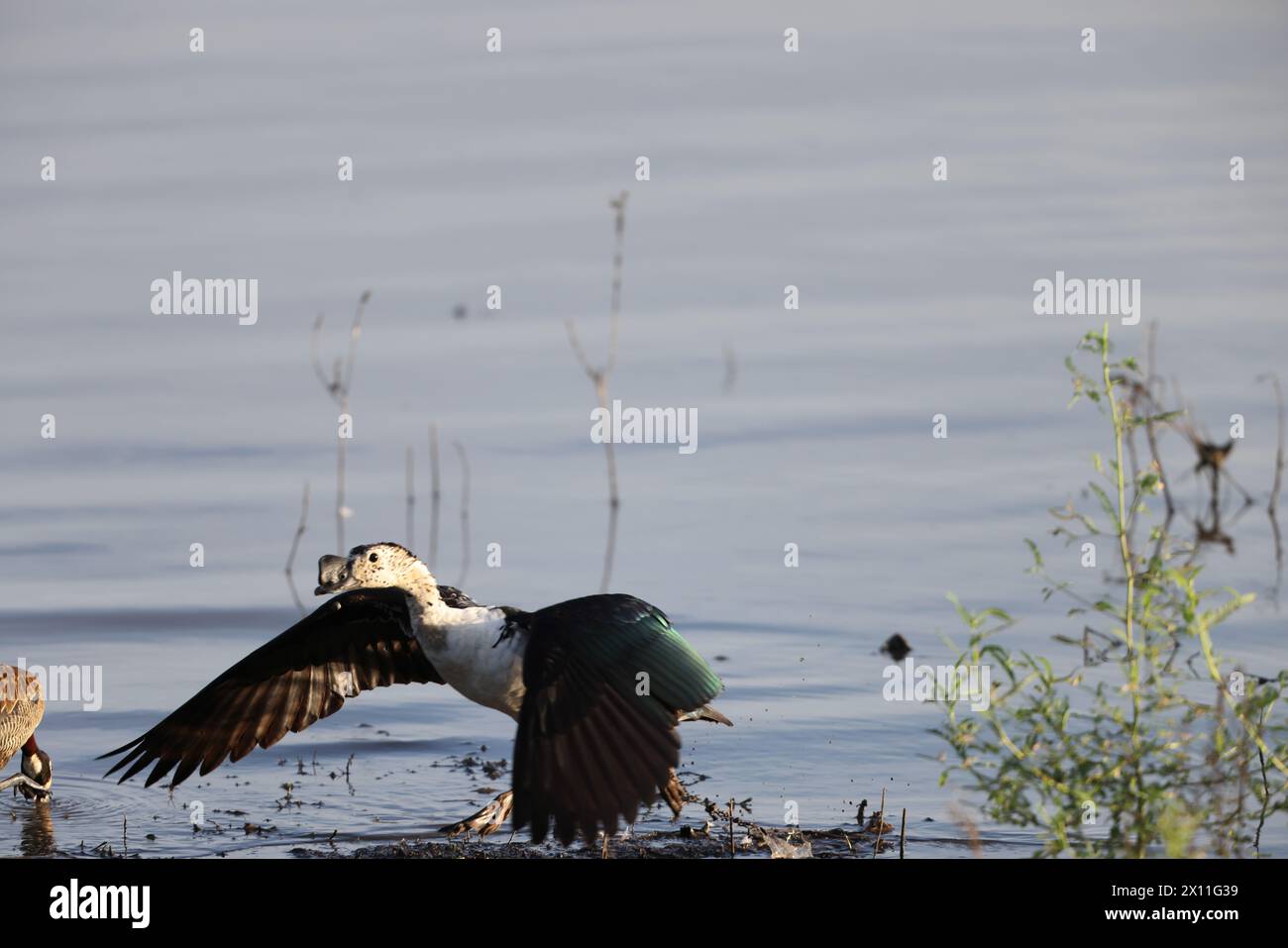 L'anatra a becco a pomello (Sarkidiornis melanotos) o anatra a pettine africana è un tipo di anatra che si trova lungo le zone umide tropicali/subtropicali. Foto Stock