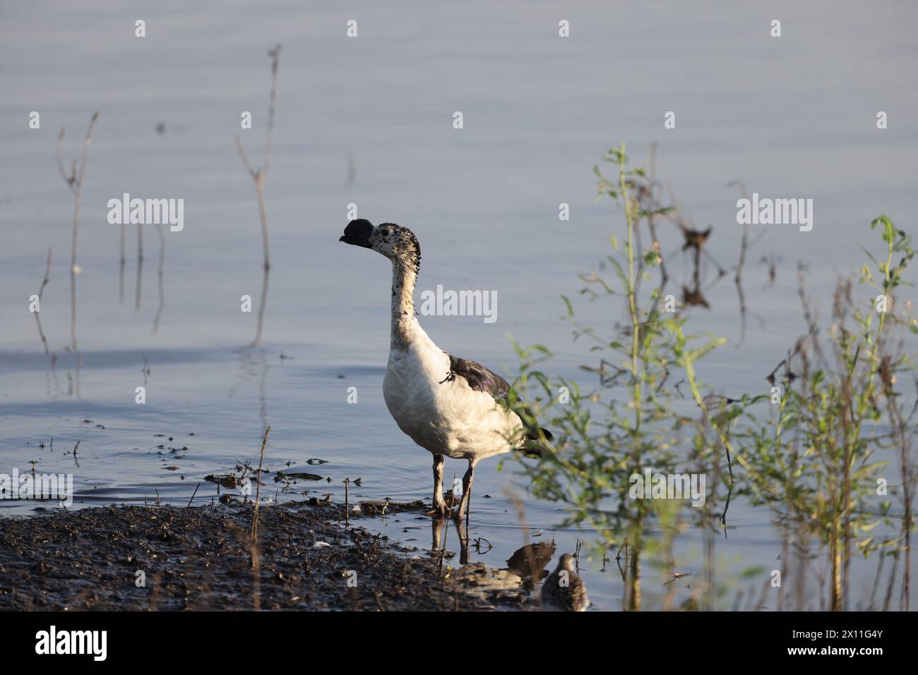 L'anatra a becco a pomello (Sarkidiornis melanotos) o anatra a pettine africana è un tipo di anatra che si trova lungo le zone umide tropicali/subtropicali. Foto Stock