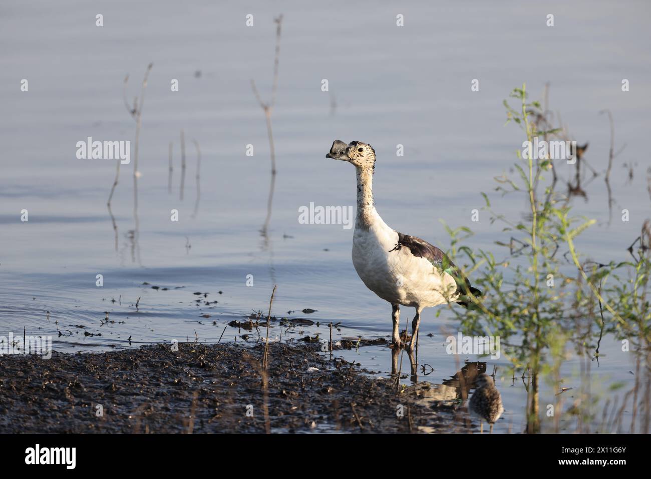 L'anatra a becco a pomello (Sarkidiornis melanotos) o anatra a pettine africana è un tipo di anatra che si trova lungo le zone umide tropicali/subtropicali. Foto Stock