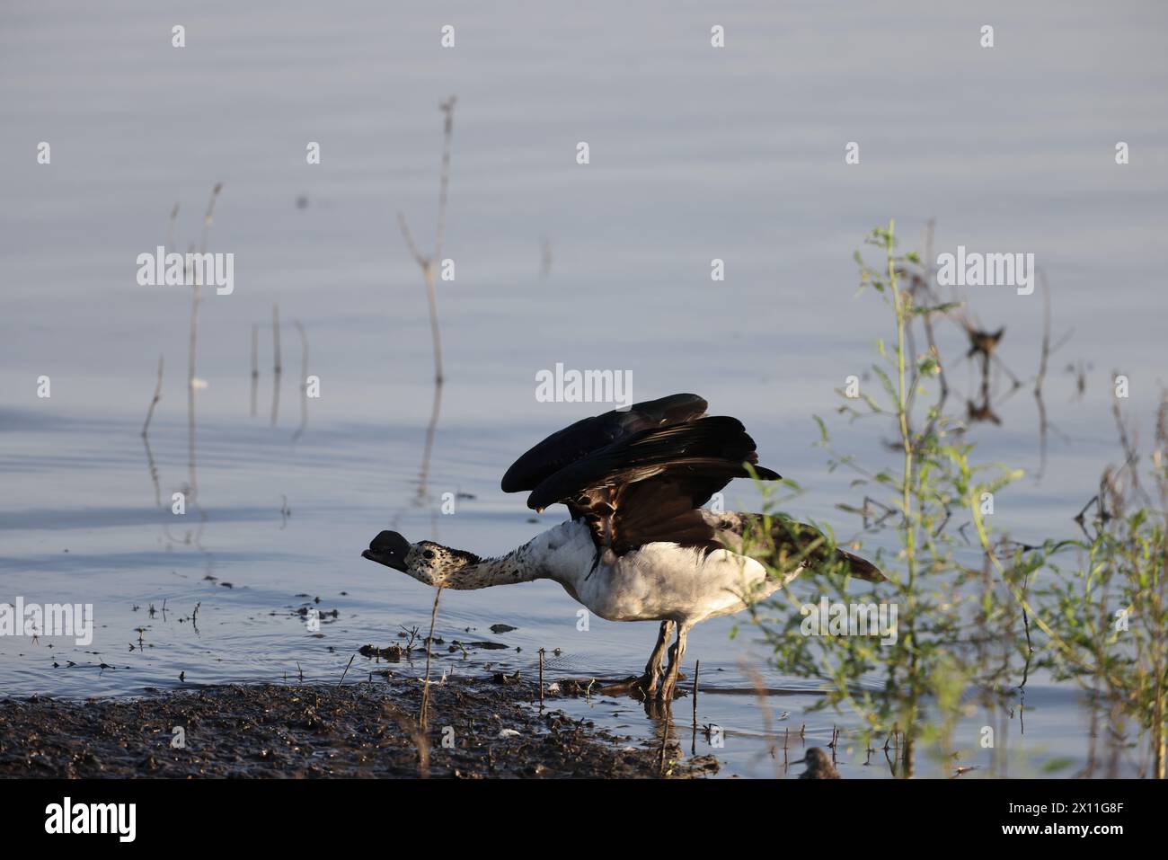 L'anatra a becco a pomello (Sarkidiornis melanotos) o anatra a pettine africana è un tipo di anatra che si trova lungo le zone umide tropicali/subtropicali. Foto Stock