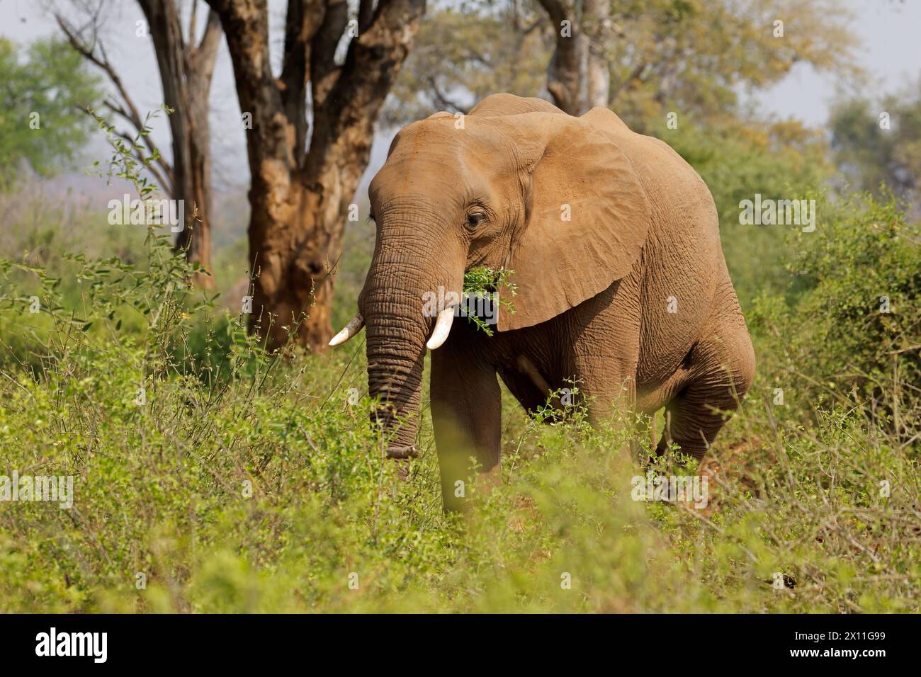 Grande elefante africano (Loxodonta africana) alimentazione dei tori, Parco Nazionale di Kruger, Sudafrica Foto Stock