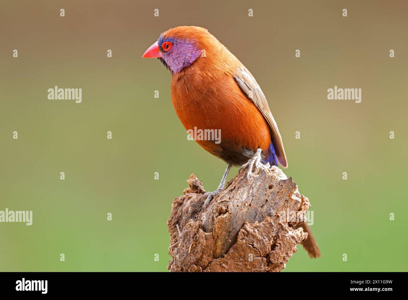 Una colorata pagnotta maschile con orecchie viola (Uraeginthus granatinus) arroccata su un ramo, il Sudafrica Foto Stock