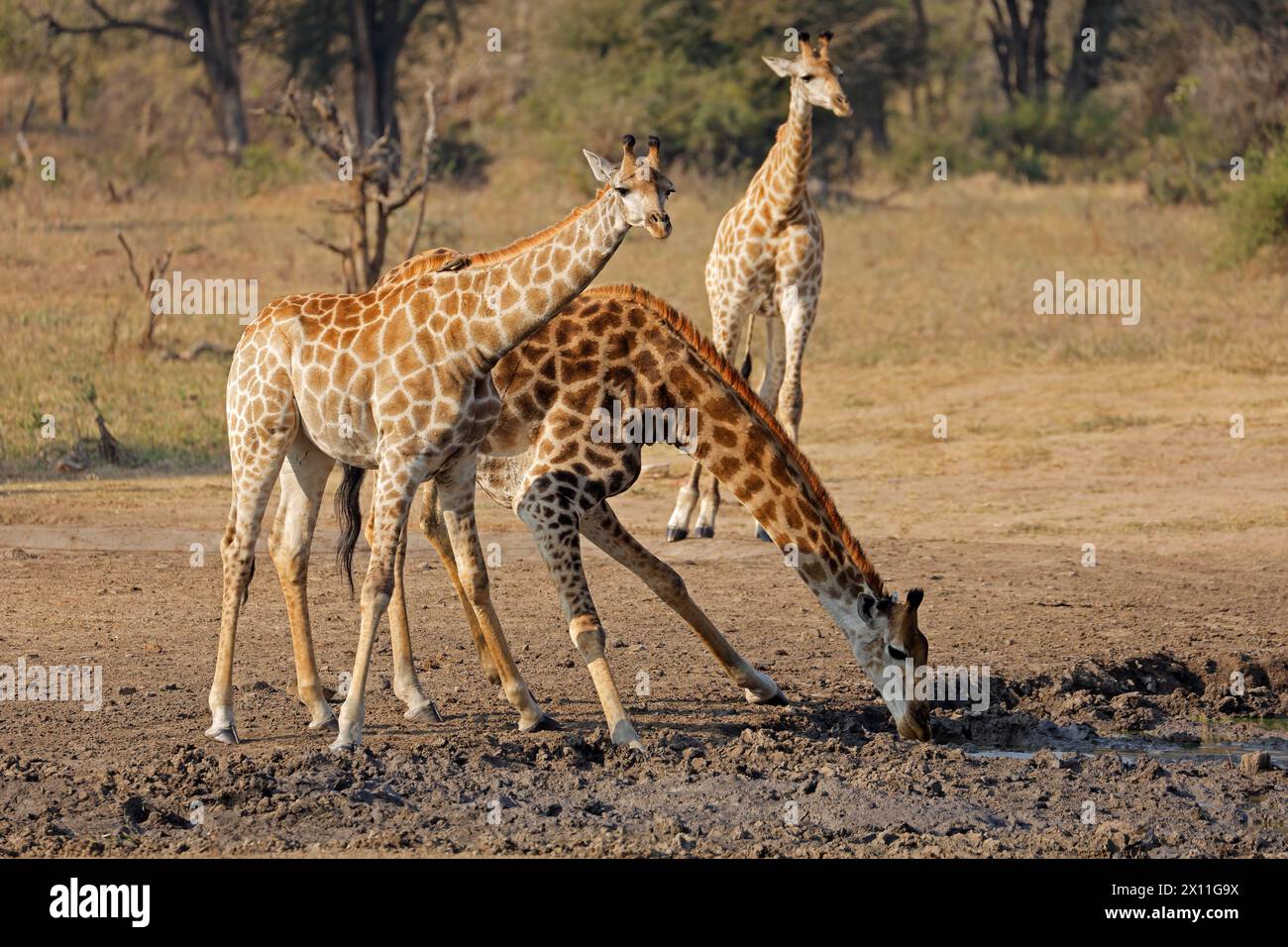 Giraffe (Giraffa camelopardalis) che beve in una buca d'acqua, Kruger National Park, Sudafrica Foto Stock