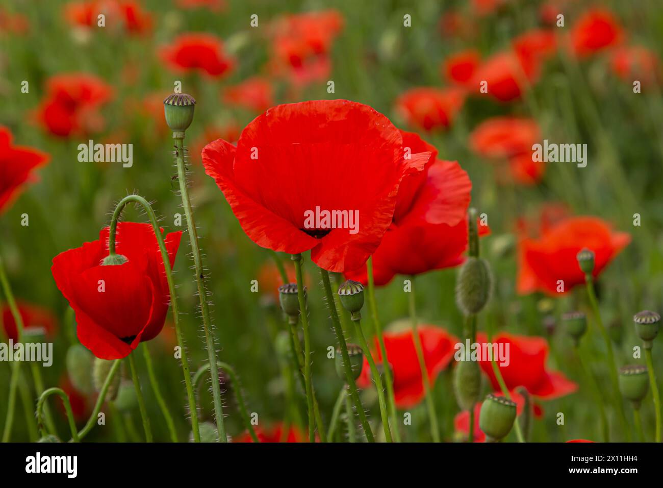 Papaver rhoeas o papavero comune, papavero rosso è una pianta erbacea fioritura annuale nella famiglia papavero, Papaveraceae, con petali rossi. Foto Stock