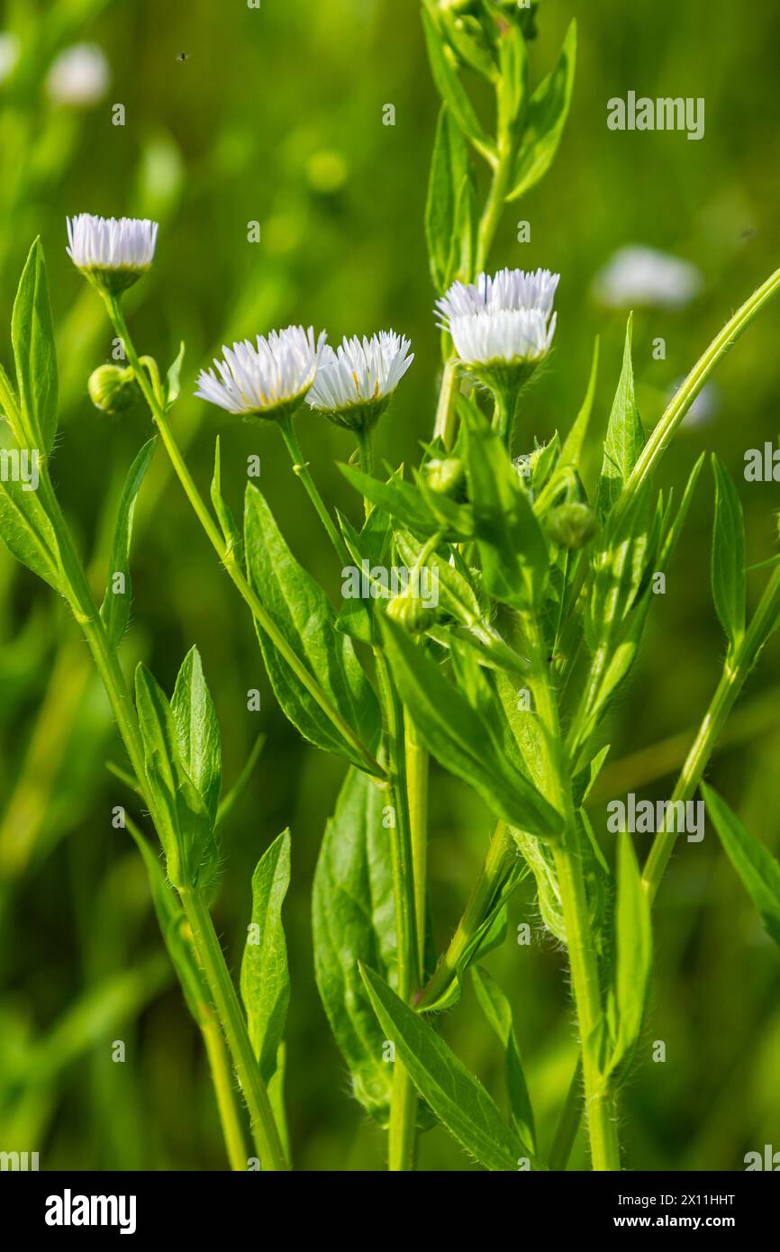 Erigeron annuus conosciuto come fleabane annuale, fleabane margherita, o fleabane margherita orientale. Foto Stock