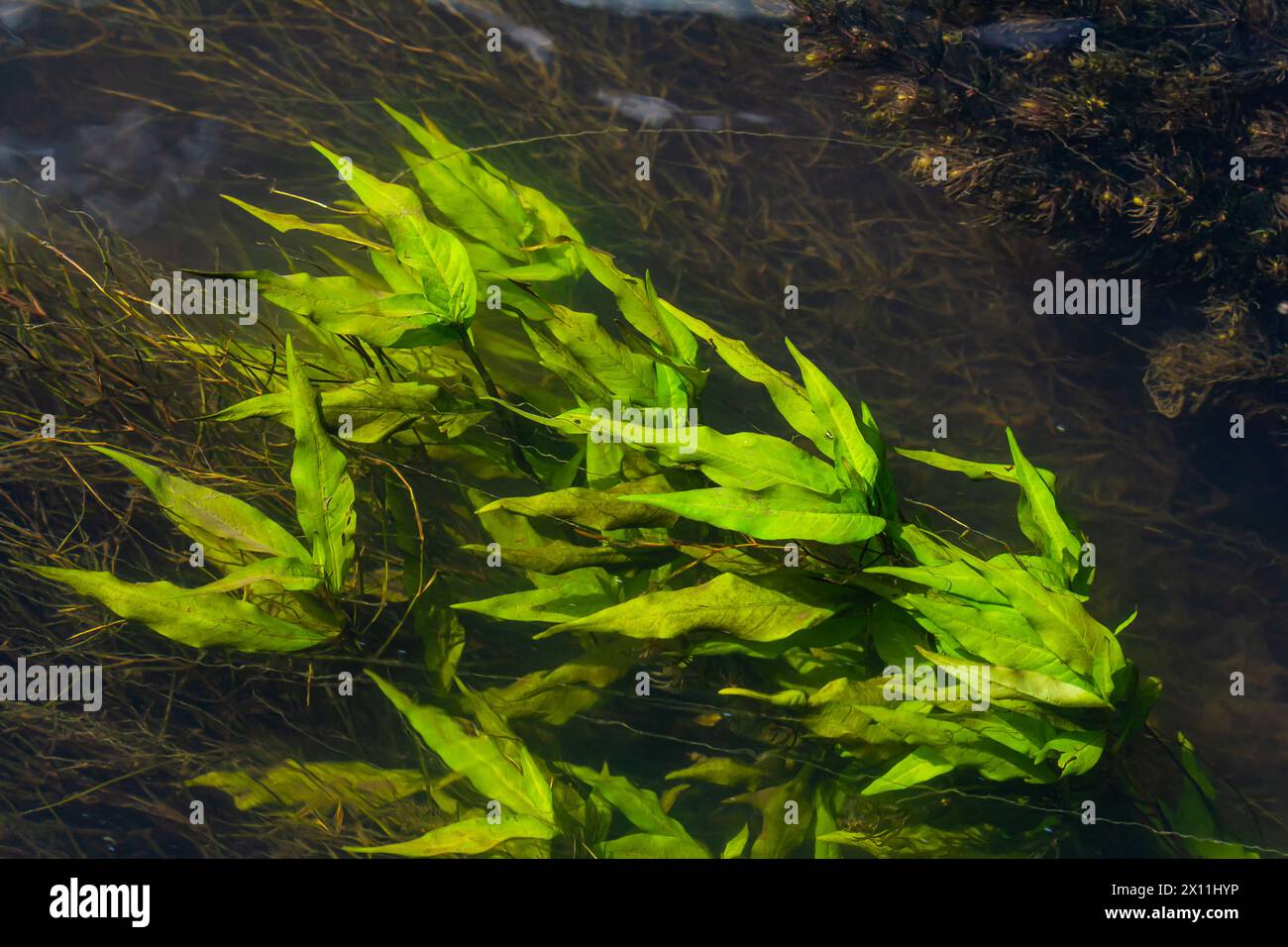 Piante acquatiche. Sfondo alghe di acqua dolce. L'ombra del fotografo. Concetto ecologico. Sfoca sott'acqua. Foto Stock