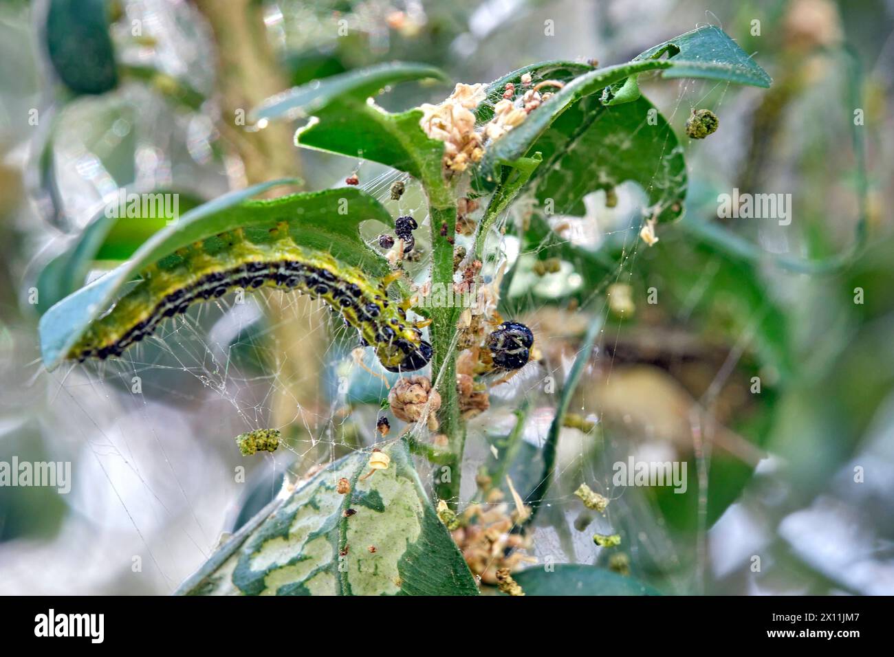 Buchsbaumzünsler Cydalima perspectalis . Raupe des Buchsbaumzünsler Cydalima perspectalis an einem befallenen Buchsbaum Buxus sempervirens . 20240413MIC0502 *** falena di alberi a scatola Cydalima perspectalis Caterpillar della falena di alberi a scatola Cydalima perspectalis su un albero a scatola infestato Buxus sempervirens 20240413MIC0502 Foto Stock