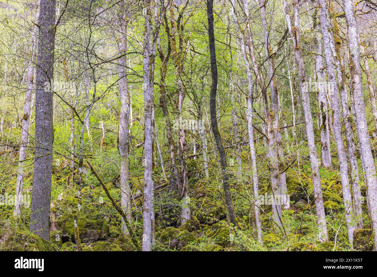 Lussureggiante foresta di latifoglie su un pendio di montagna Foto Stock