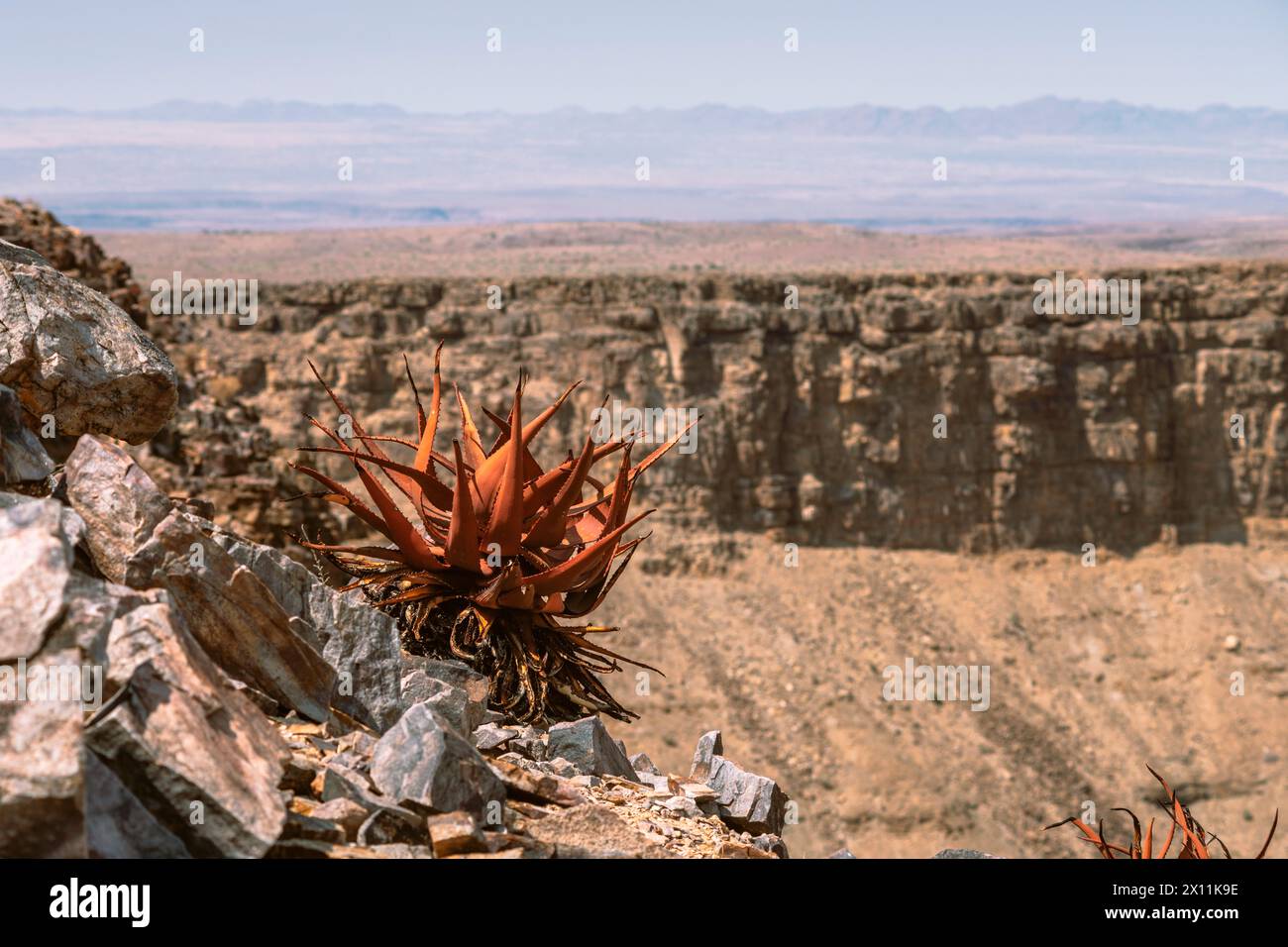 Pianta di aloe succulenta che cresce sul bordo roccioso del canyon del Fish River in Namibia Foto Stock