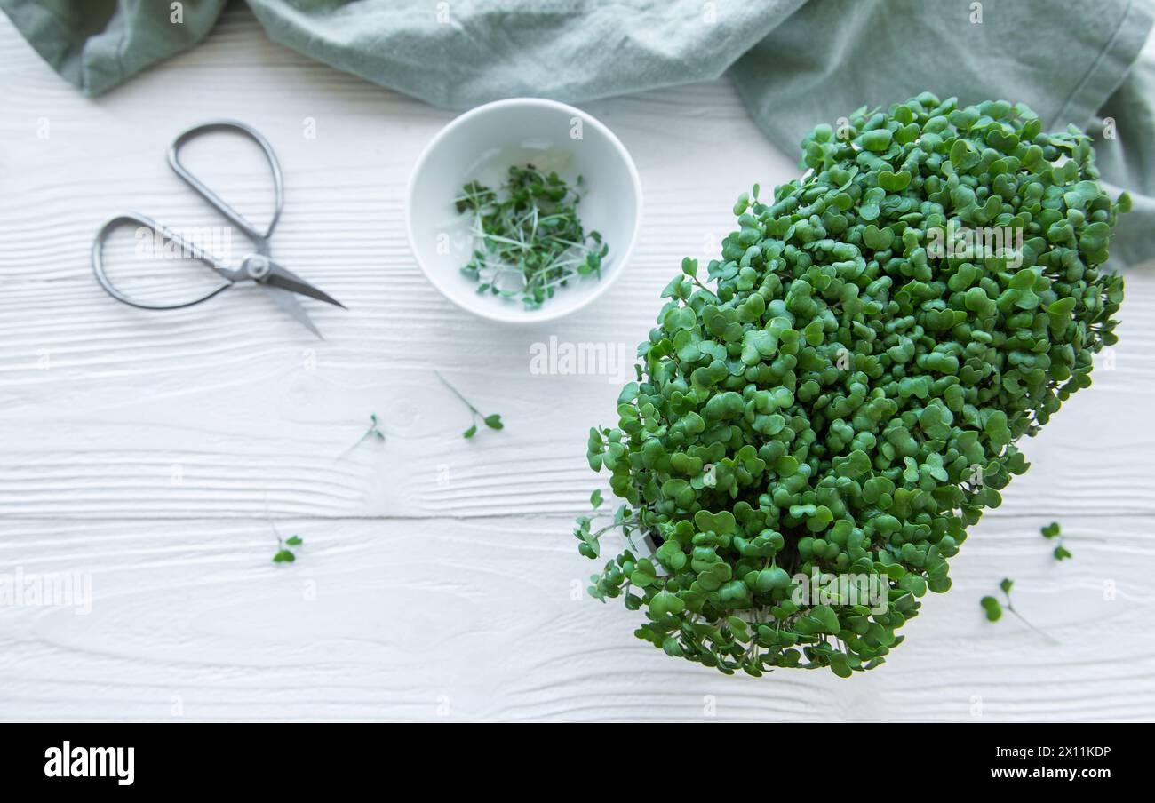 Vassoio di microgreen per ravanelli. Coltivare microgreen a casa. Concetto di alimentazione sana. Foto Stock