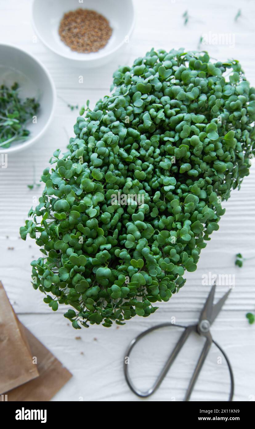 Vassoio di microgreen per ravanelli. Coltivare microgreen a casa. Concetto di alimentazione sana. Foto Stock