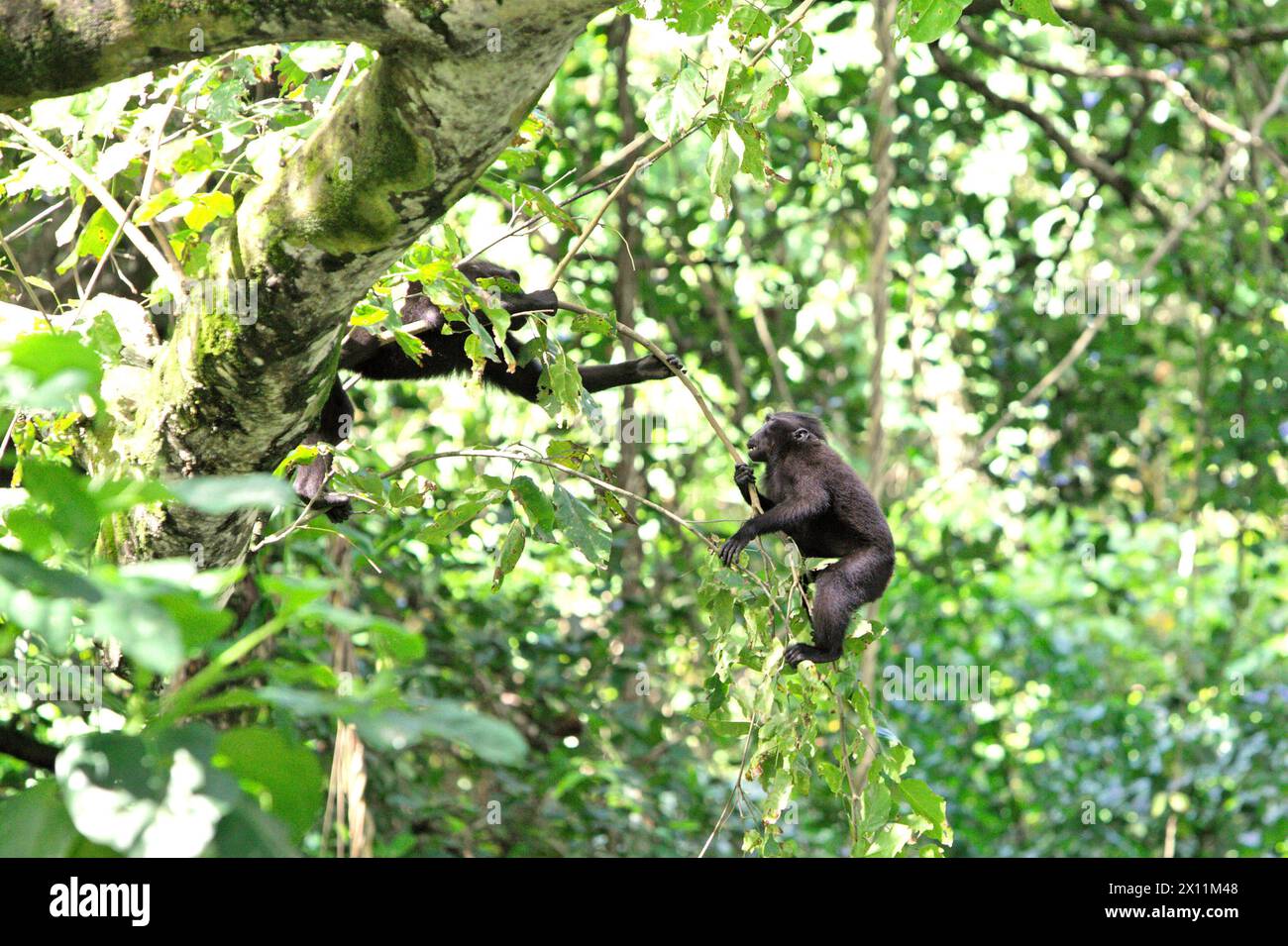 Macachi crestati (Macaca nigra) si forgiano su un albero nella foresta di Tangkoko, Sulawesi settentrionale, Indonesia. "Il cambiamento climatico è uno dei principali fattori che influenzano la biodiversità a livello mondiale a un ritmo allarmante", secondo un team di scienziati guidati da Antonio Acini Vasquez-Aguilar nel loro documento di ricerca pubblicato per la prima volta nel marzo 2024 su Environ Monit Evaluate. Potrebbe spostare la distribuzione geografica delle specie, comprese le specie che dipendono molto dalla copertura forestale, hanno scritto. In altre parole, il cambiamento climatico può ridurre l'idoneità all'habitat delle specie di primati, che potrebbero costringerle a muoversi... Foto Stock