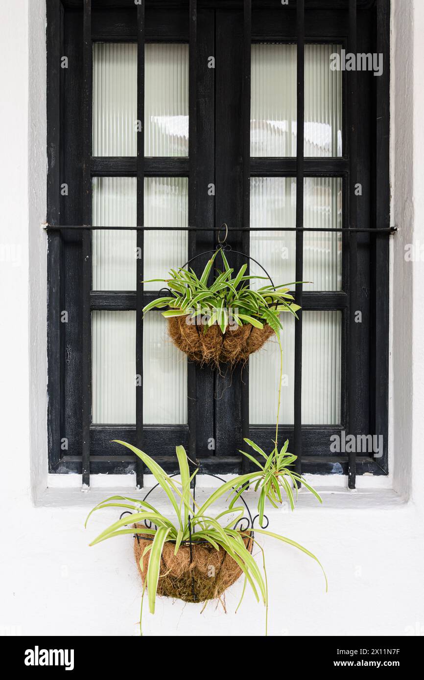 Dettaglio urbano di piante di vaso appese da una finestra all'esterno di una casa nella pittoresca enclave di Tiong Bahru Estate, Singapore Foto Stock