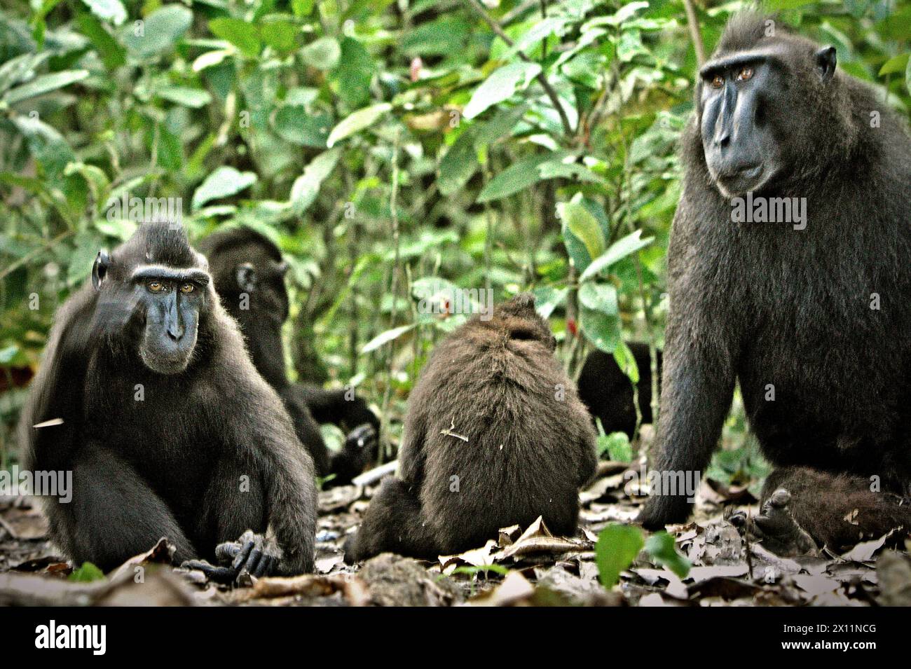 I macachi crestati (Macaca nigra) si trovano a terra, mentre si fermano dal foraggio nella foresta di Tangkoko, Sulawesi settentrionale, Indonesia. "Il cambiamento climatico è uno dei principali fattori che influenzano la biodiversità a livello mondiale a un ritmo allarmante", secondo un team di scienziati guidati da Antonio Acini Vasquez-Aguilar nel loro documento di ricerca pubblicato per la prima volta nel marzo 2024 su Environ Monit Evaluate. Potrebbe spostare la distribuzione geografica delle specie, comprese le specie che dipendono molto dalla copertura forestale, hanno scritto. In altre parole, i cambiamenti climatici possono ridurre l'idoneità all'habitat delle specie di primati, ... Foto Stock