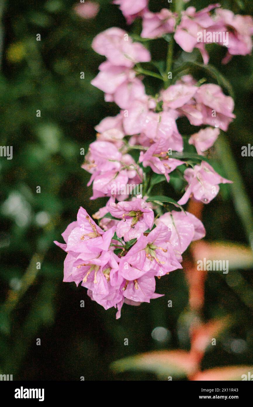 Un bouquet di fiori di Bougainvillea rosa dolce con foglie verdi su sfondo bianco isolato Foto Stock